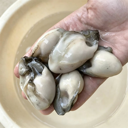 Fresh Shucked Oyster Meat